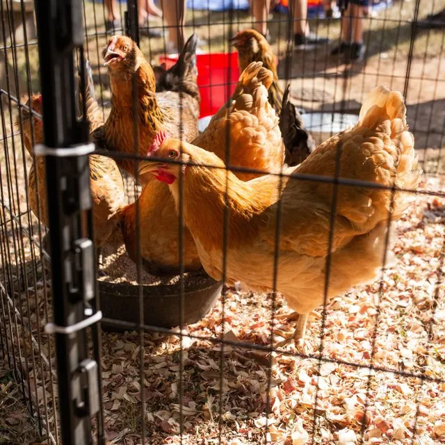 thumbnail for publication: What Consumers Need to Know about Bird Flu (Influenza H5N1)